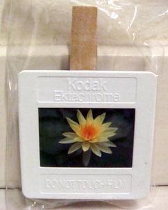 Wood Peg Fridge Magnet