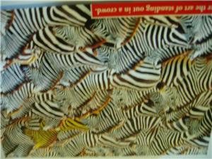 BN zebra postcard