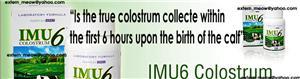 colostrum