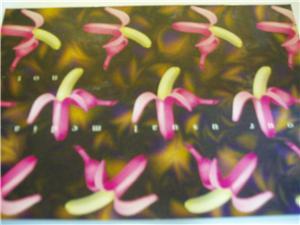 Flower postcard