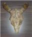 Real Buffalo Horns for sale(see photo).
Hang on wall or door.