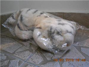 White Tiger