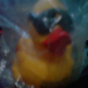 Race Duck 