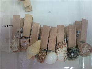 Adorable Shell Wooden Clip