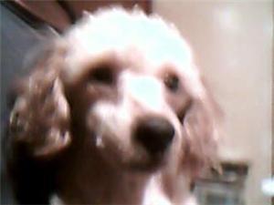 PUREBRED TWO YEAR OLD MALE MINTURE POODLE 